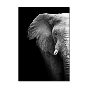 'Elephant Profile' Photographic Print