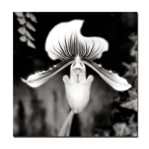 Beautiful Paphiopedilum - Unframed Photograph Print on Glass