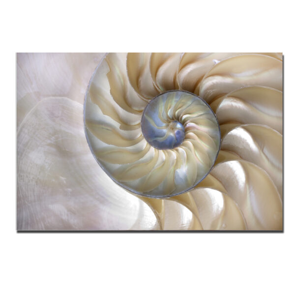 (Sea Shell Swirl (76794007) rc